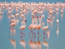 TROIA | Observa&ccedil;&atilde;o de Flamingos