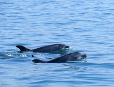 TROIA | Observa&ccedil;&atilde;o de Golfinhos e Passeio de Jipe na Arrabida